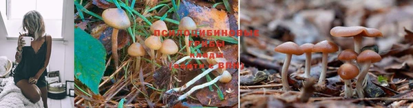 кокс Бородино